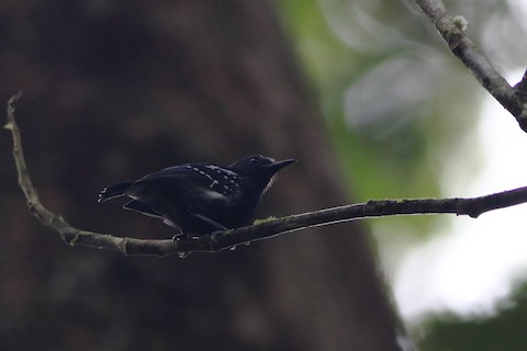 White-flanked Antwren - eBird