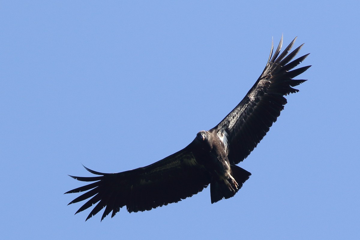 King Vulture - Ohad Sherer