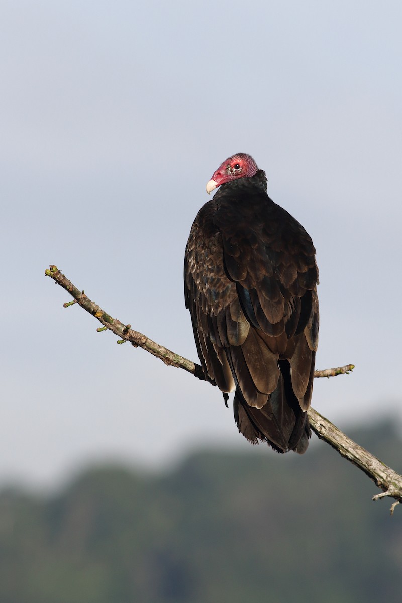 Turkey Vulture (Northern) - Ohad Sherer