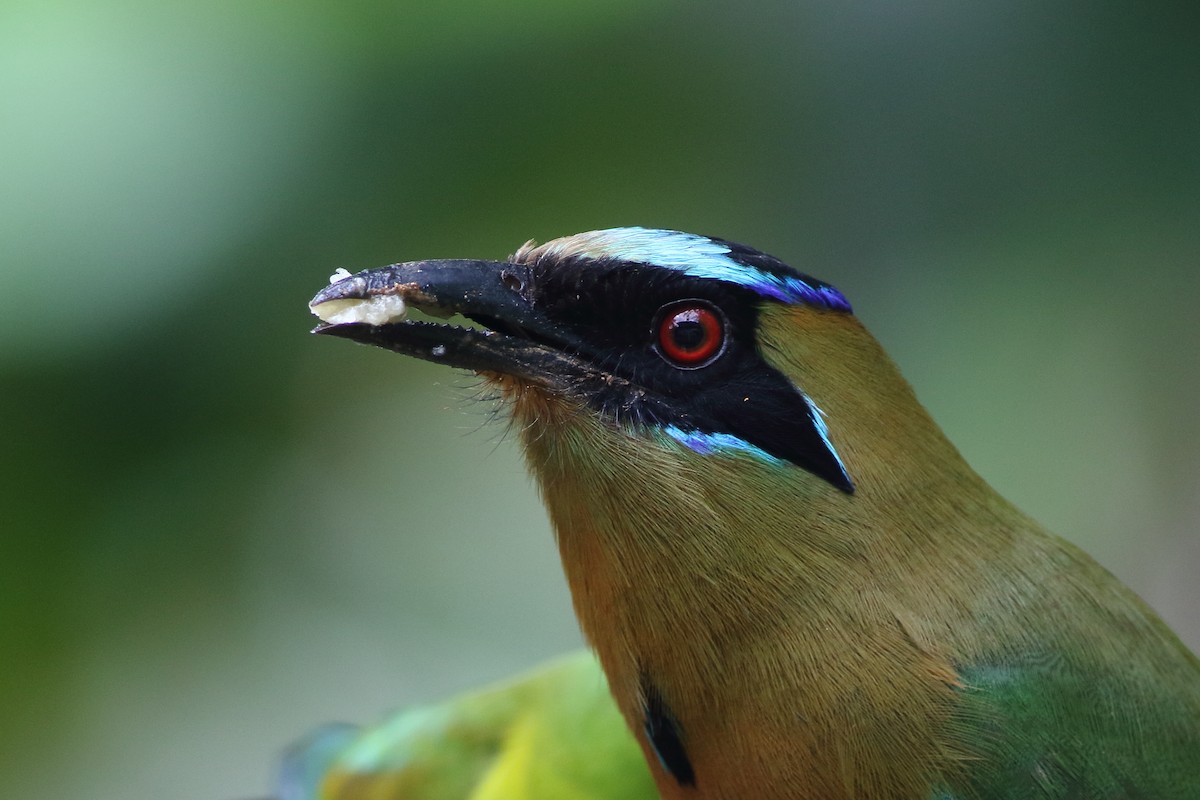 Whooping Motmot (Whooping) - Ohad Sherer