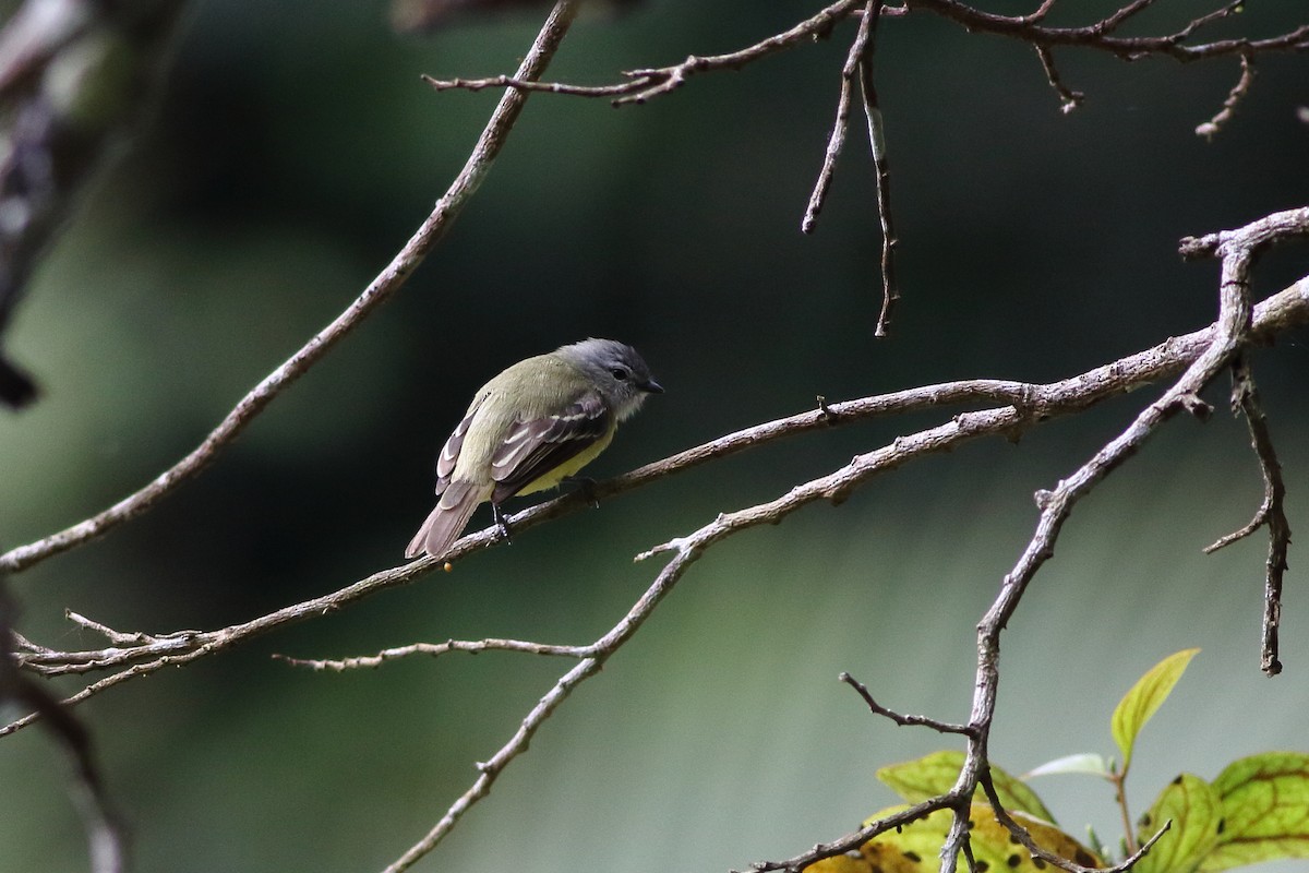 Yellow-crowned Tyrannulet - Ohad Sherer