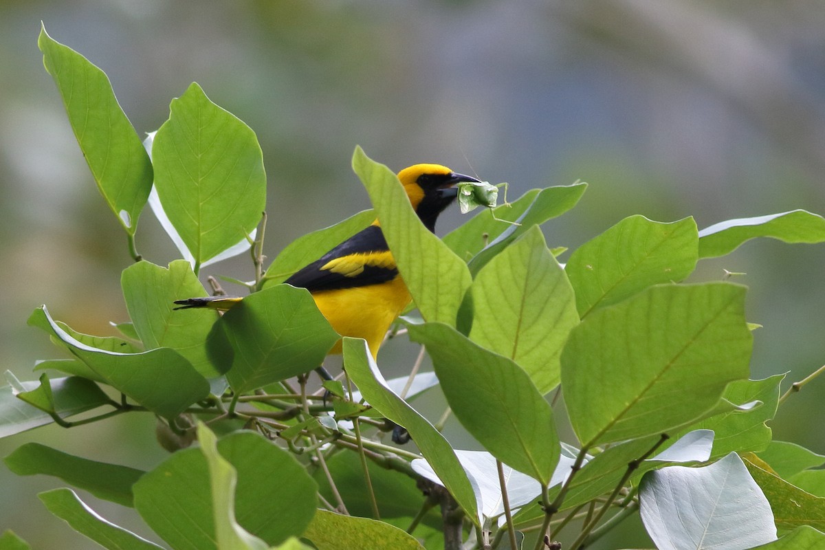Yellow-tailed Oriole - ML125776821
