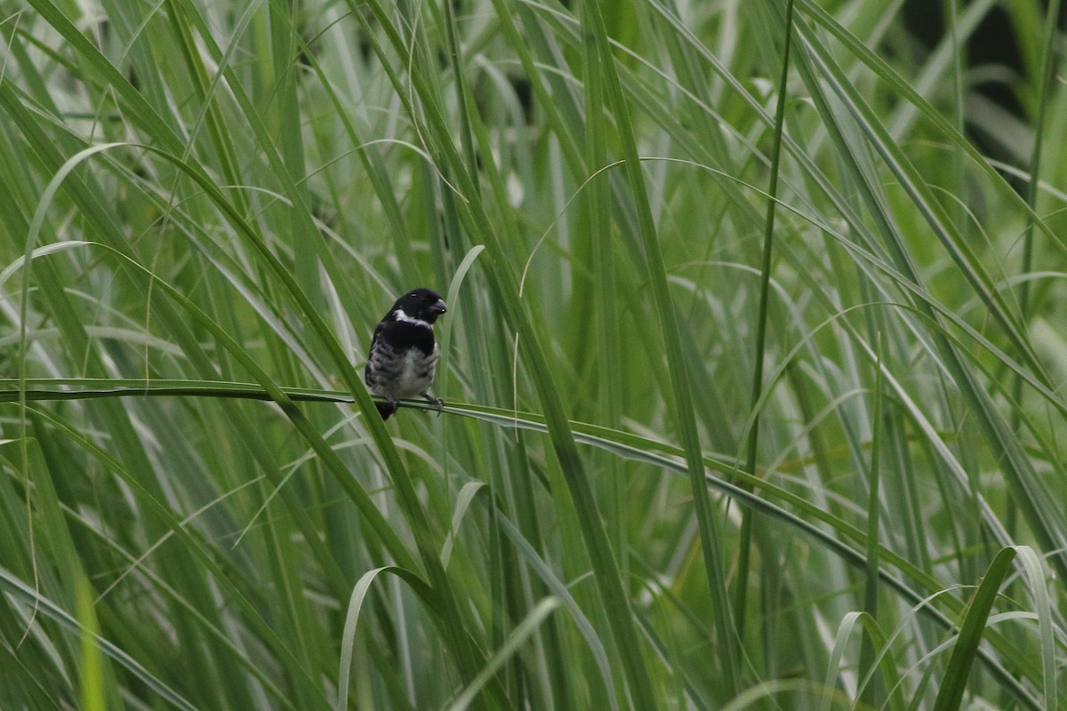 Variable Seedeater (Variable) - ML125776841