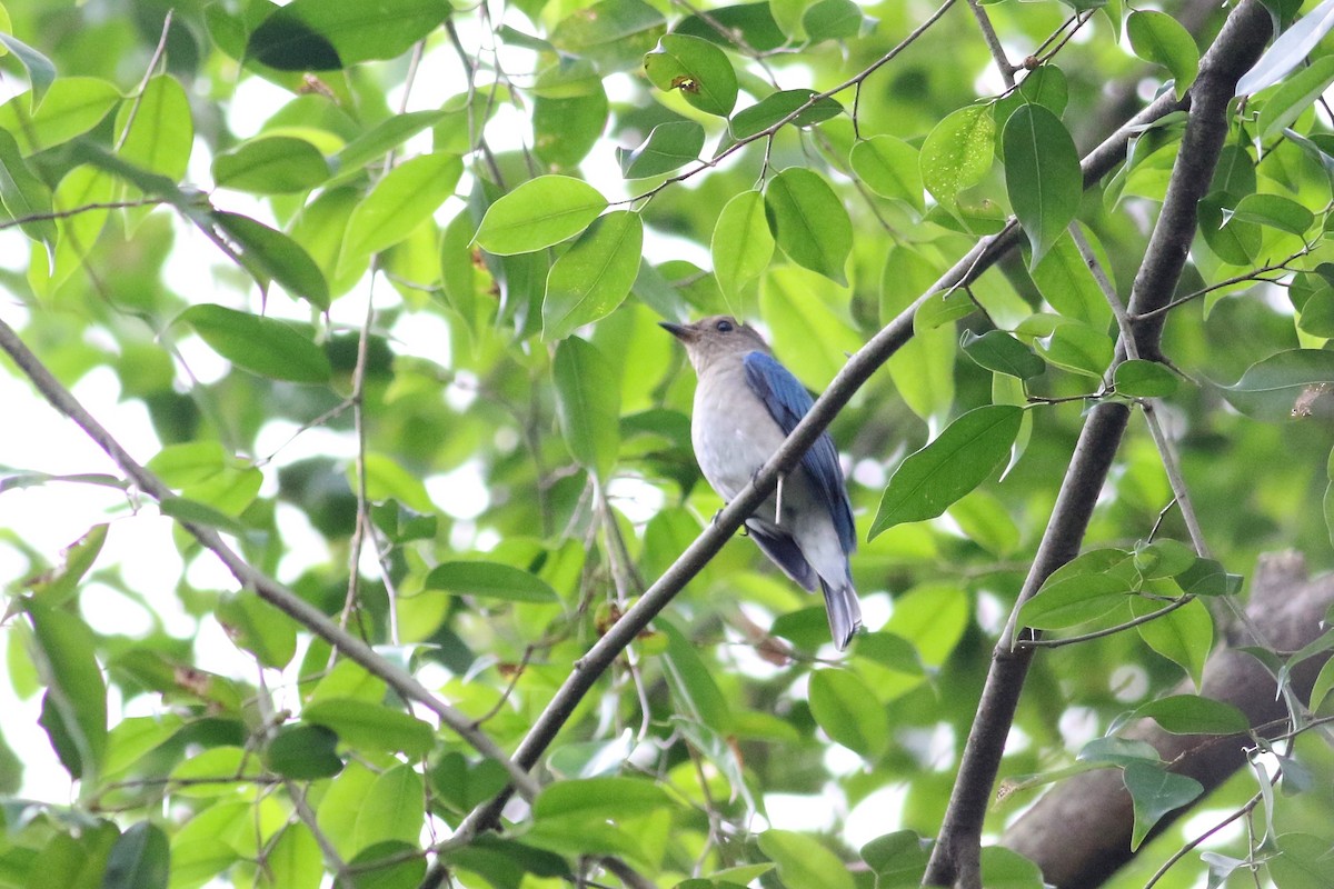 Blue-and-white Flycatcher - Fadzrun A.