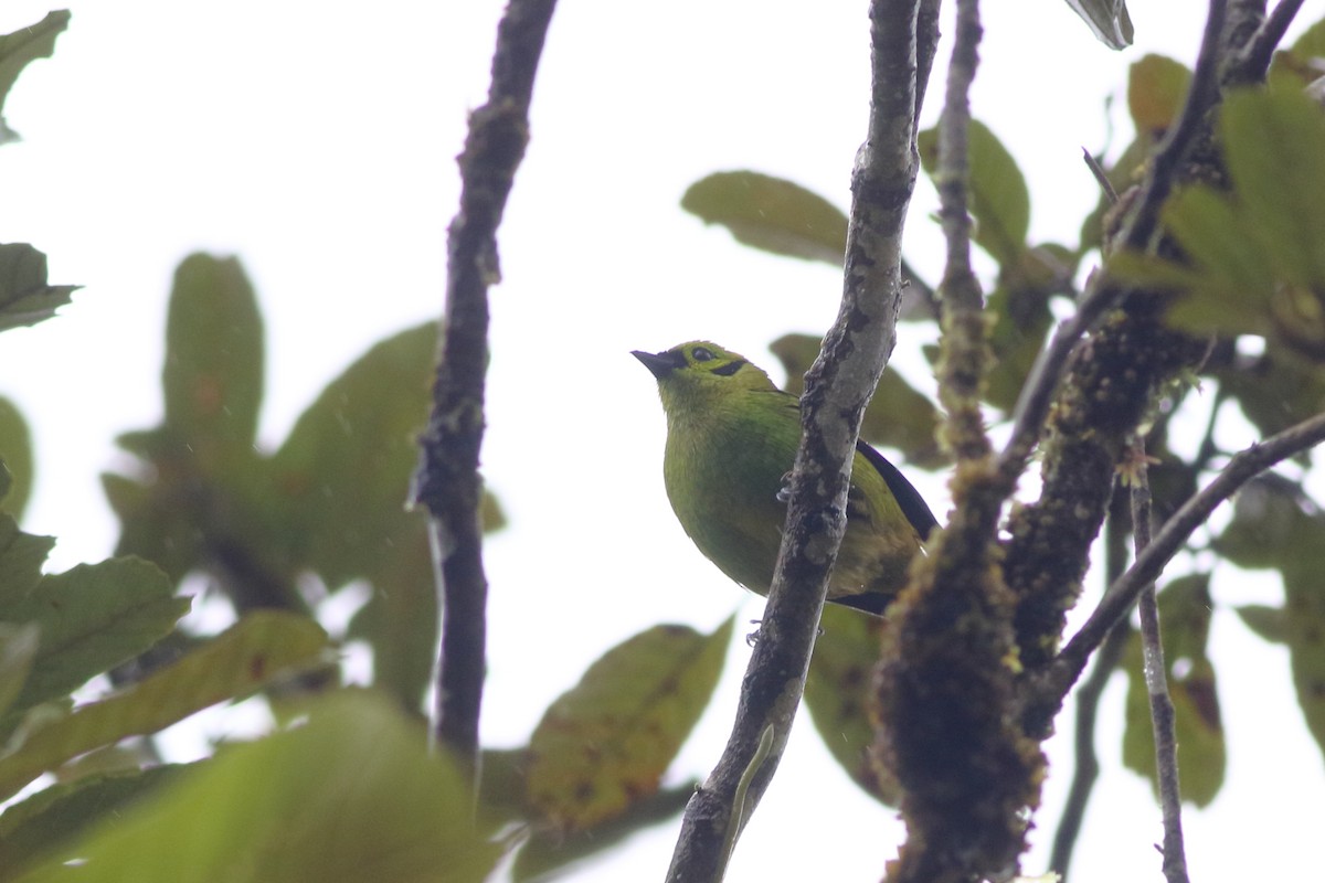 Emerald Tanager - ML125777951