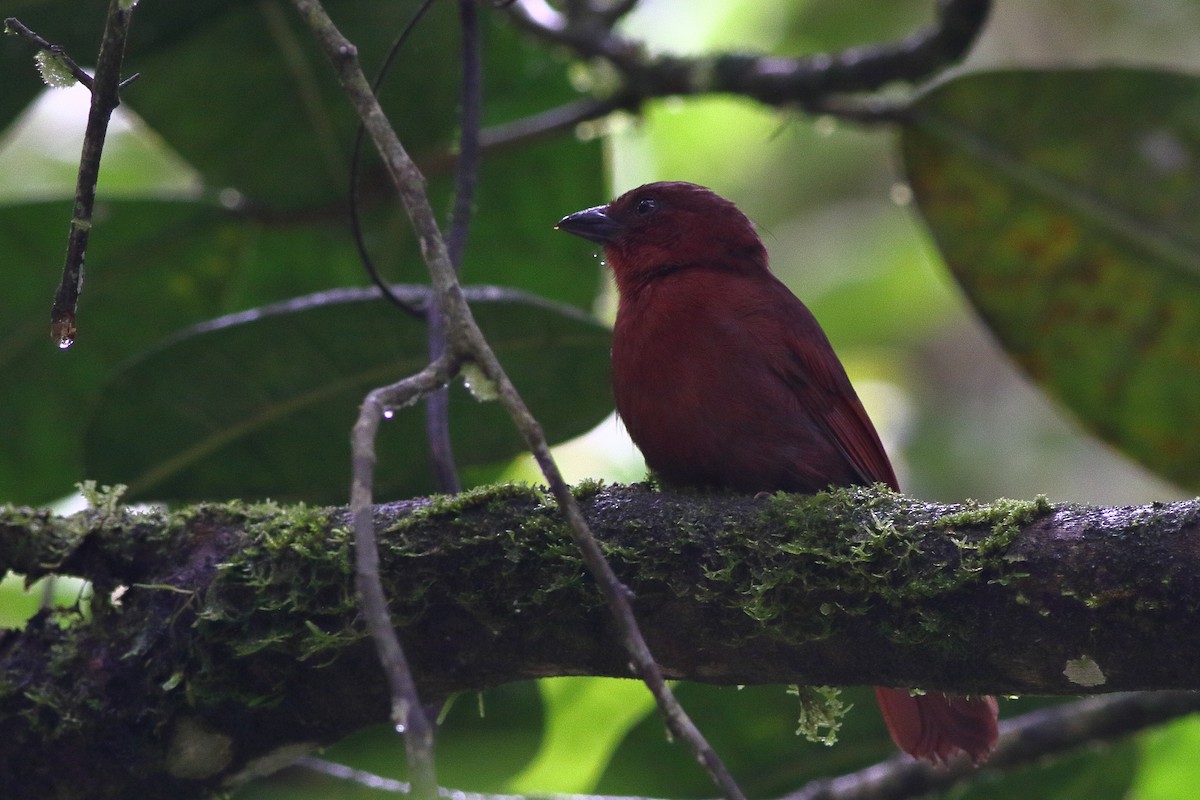 Red-crowned Ant-Tanager (Northern) - ML125778841