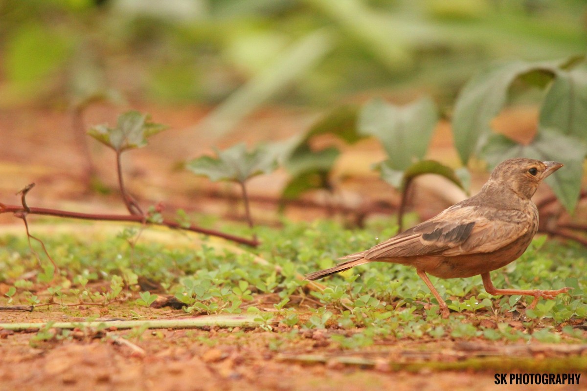 Rufous-tailed Lark - Santhosh Kallingal