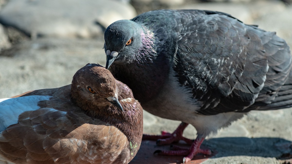 Rock Pigeon (Feral Pigeon) - Michael McGovern