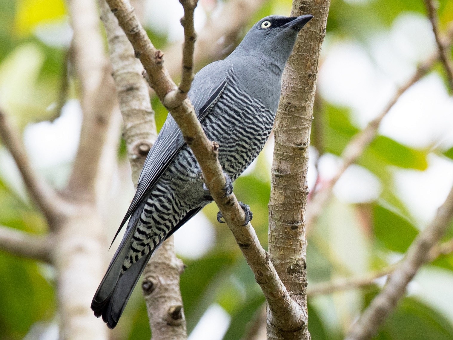 Barred Cuckooshrike - Ian Davies