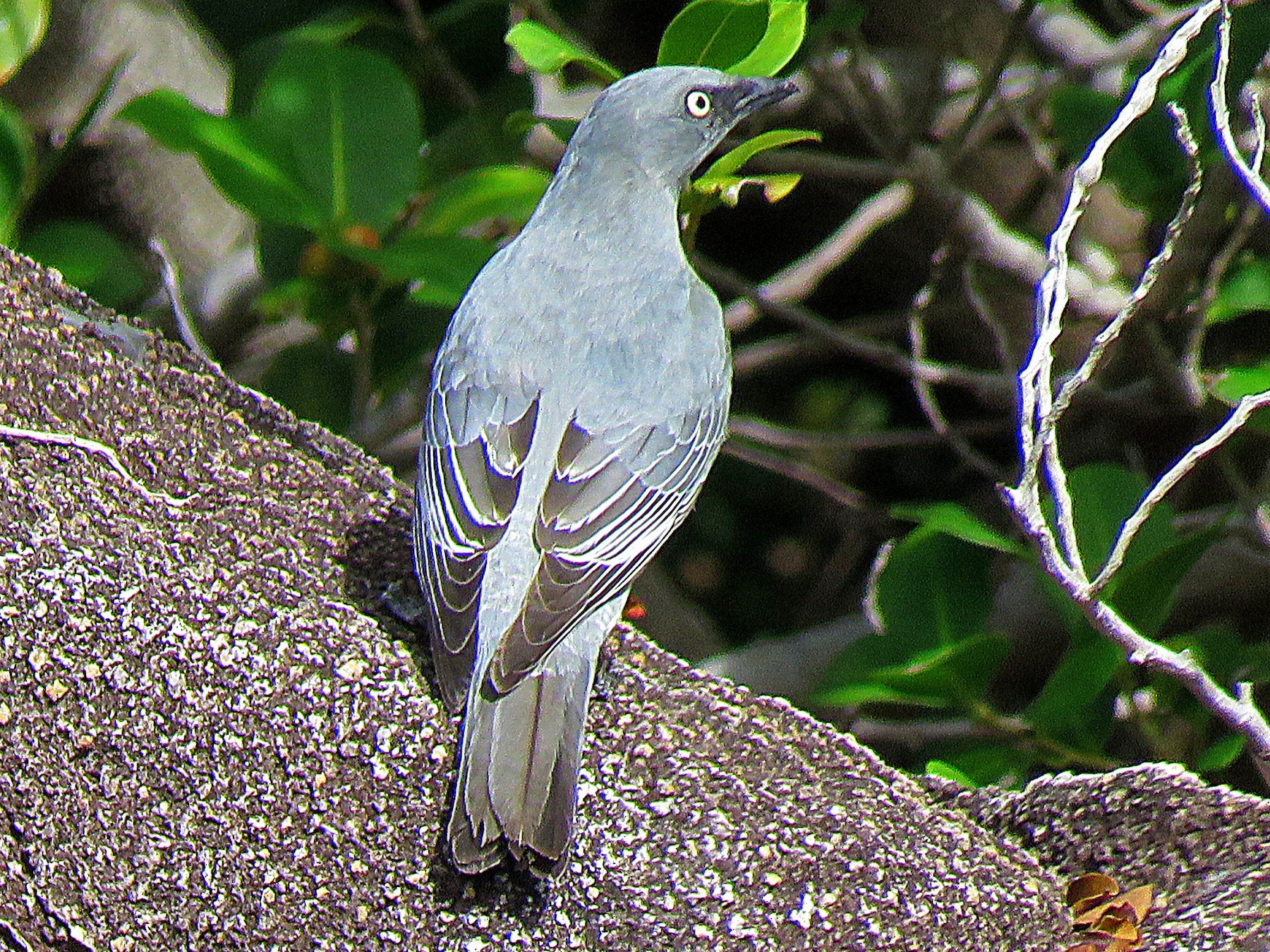 Barred Cuckooshrike - Bill de Belin