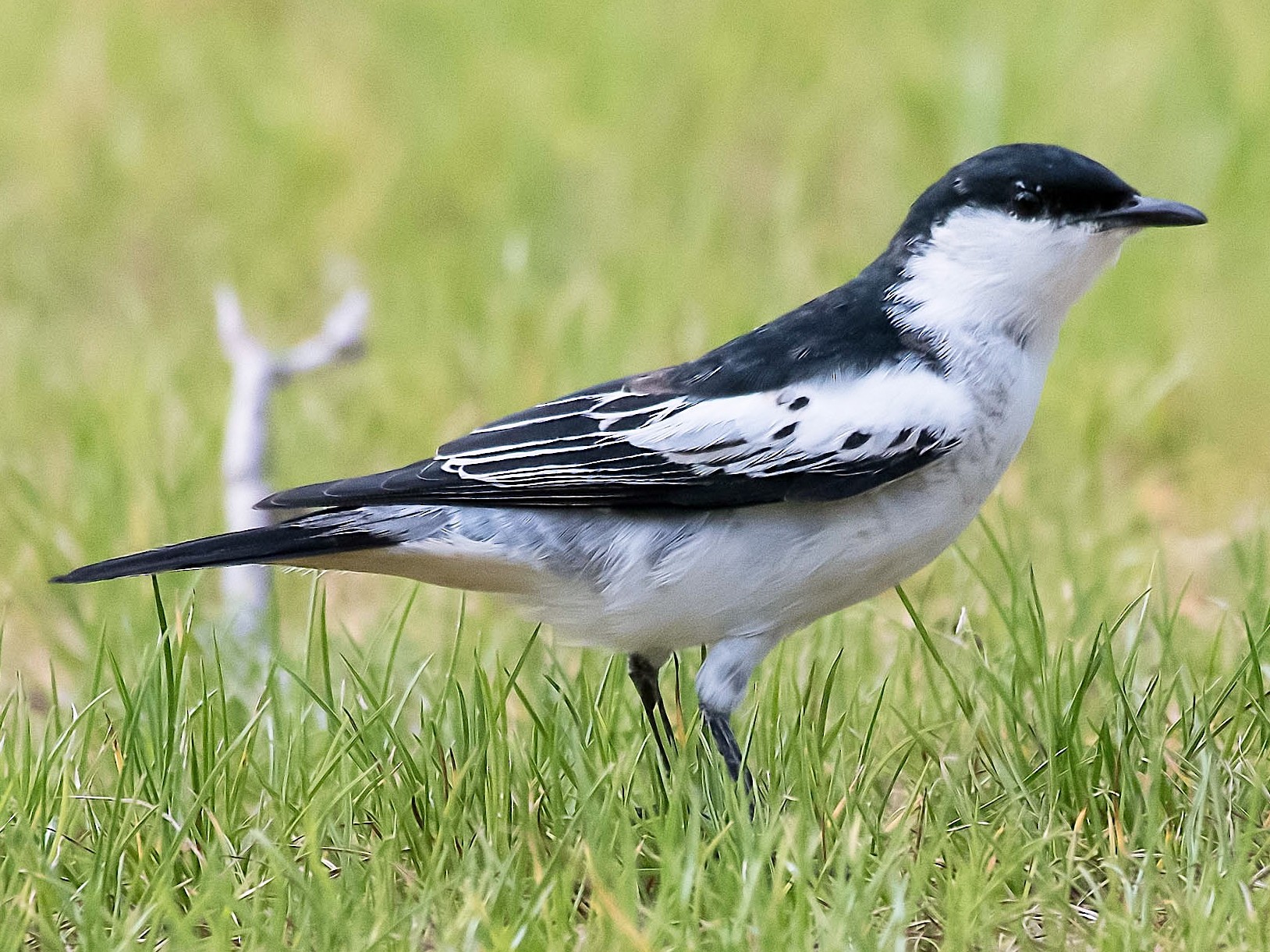 Whitewinged Triller eBird