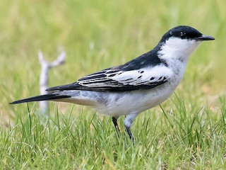  - White-winged Triller