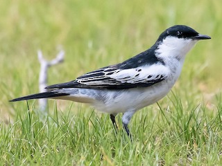 繁殖期雄鳥 - Terence Alexander - ML125783651