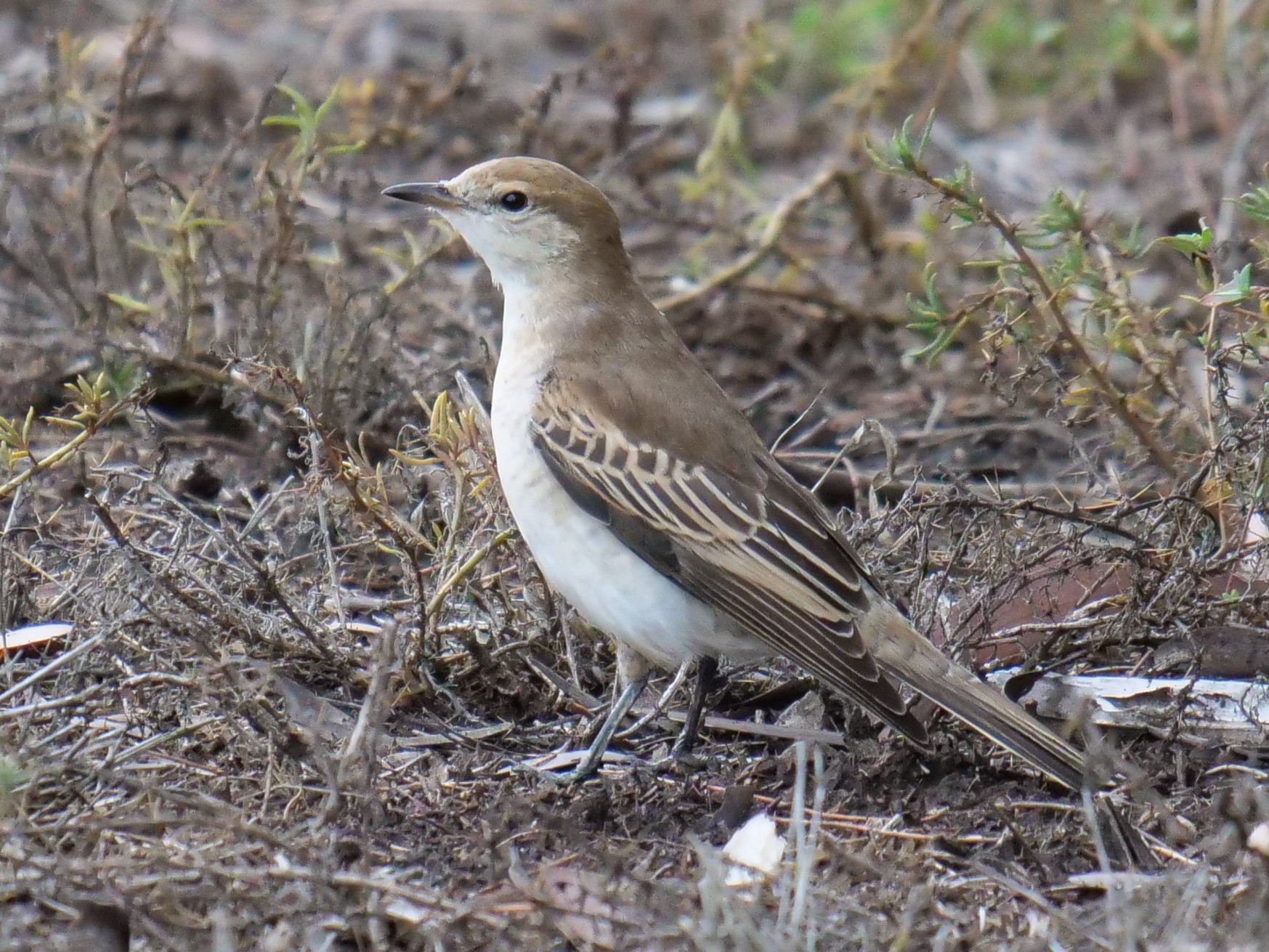 White-winged Triller - Frank Coman