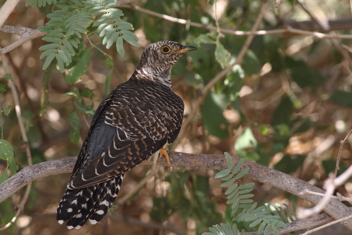 Common Cuckoo - Ohad Sherer