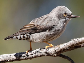 - Varied Sittella