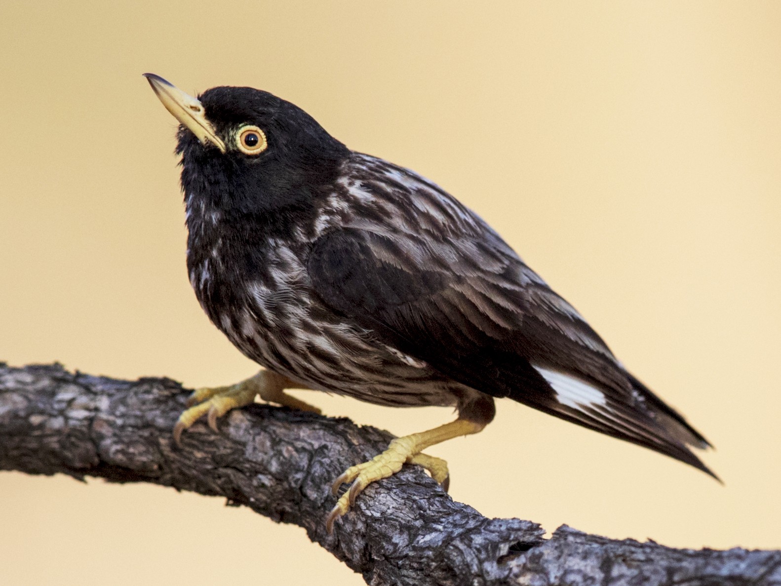 Varied Sittella - Laurie Ross | Tracks Birding & Photography Tours