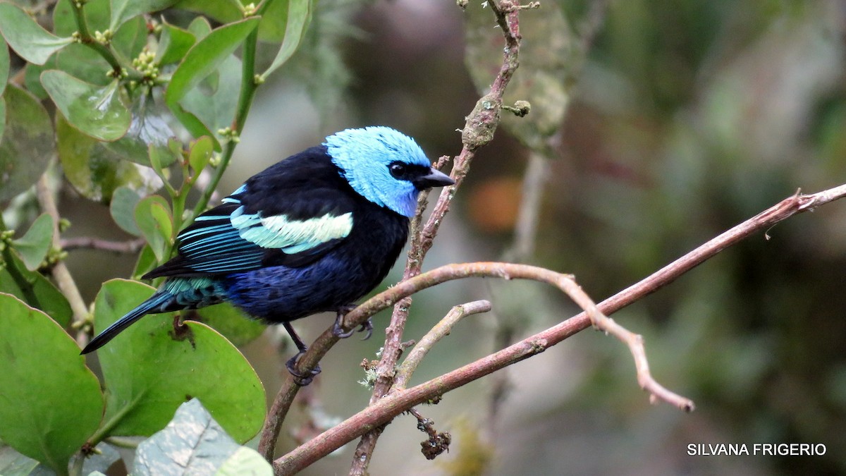 Blue-necked Tanager - ML125785241