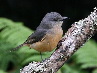  - Bower's Shrikethrush