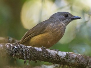  - Bower's Shrikethrush