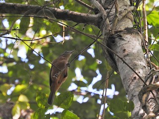  - Bower's Shrikethrush
