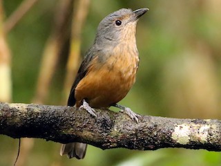  - Bower's Shrikethrush