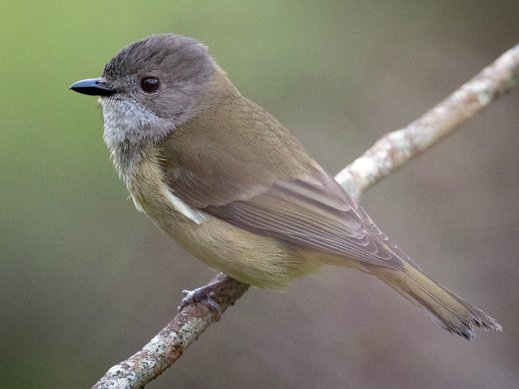 Golden Whistler - Ian Davies