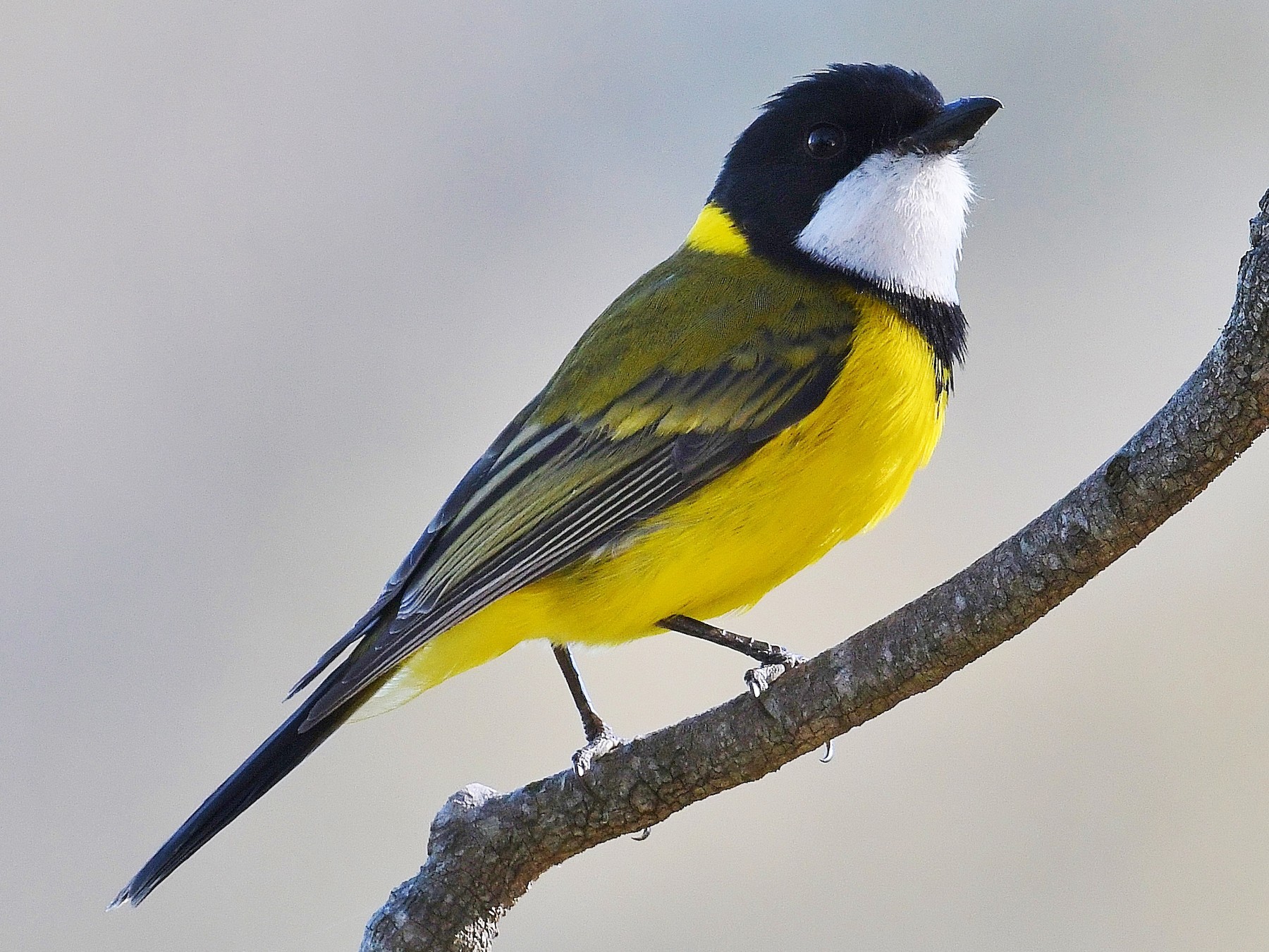 Golden Whistler - Terence Alexander