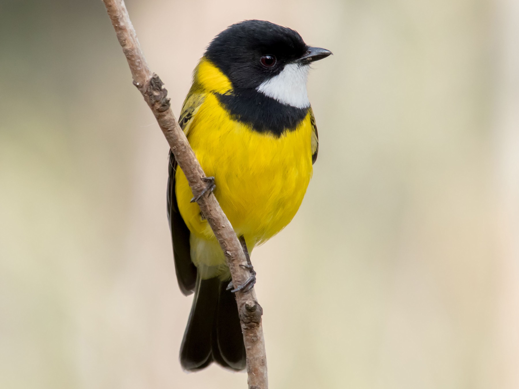 Golden Whistler - Andrew Allen