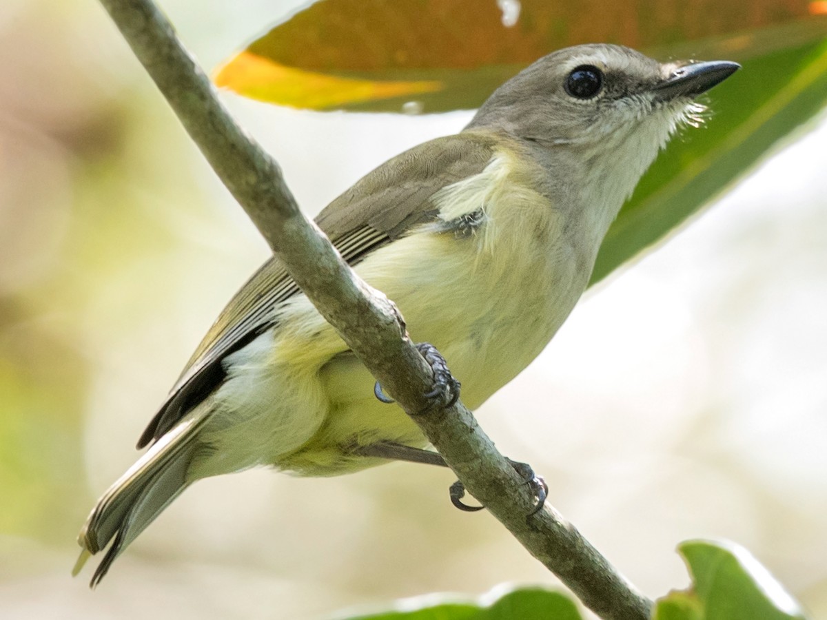 whistler bird