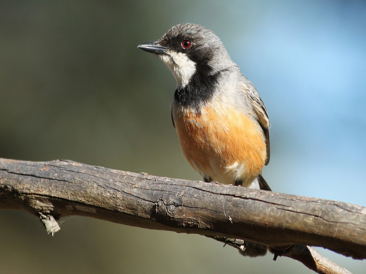 Rufous Whistler - Logan Lalonde