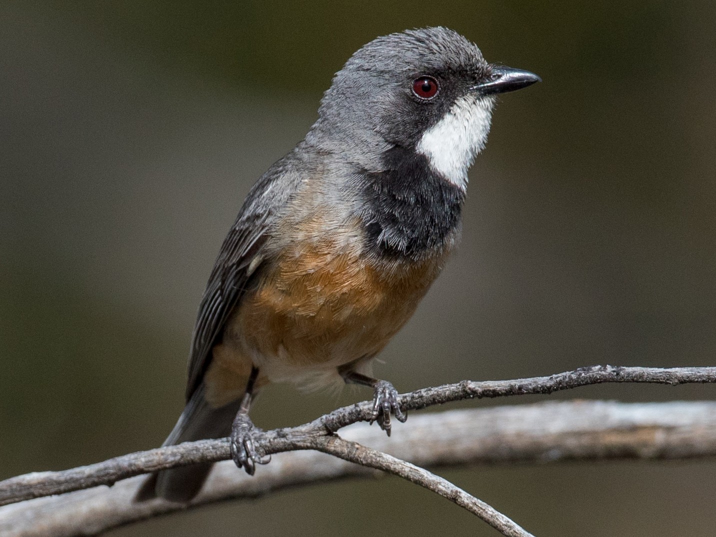 Rufous Whistler - Ian Davies