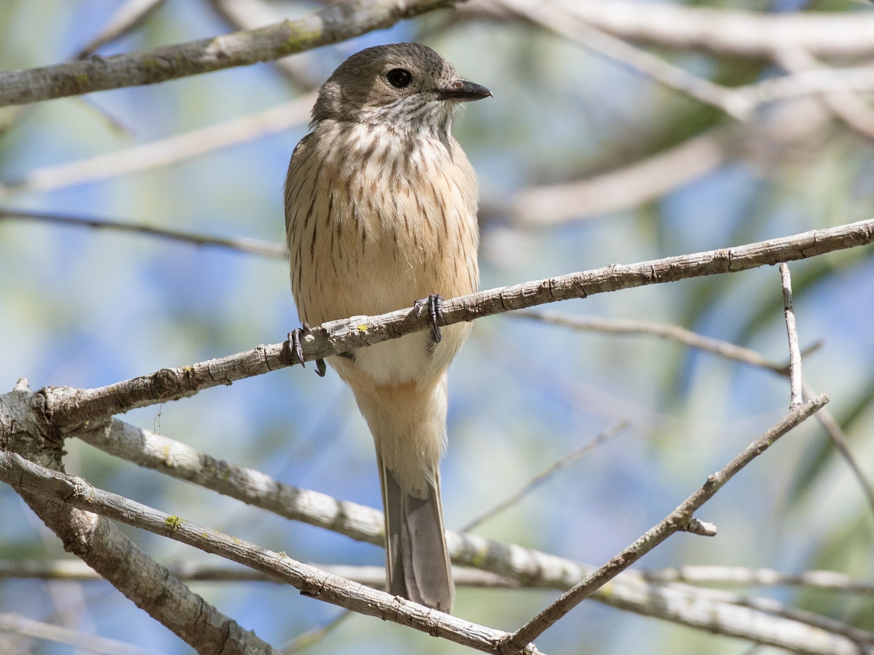 Rufous Whistler - Ian Davies