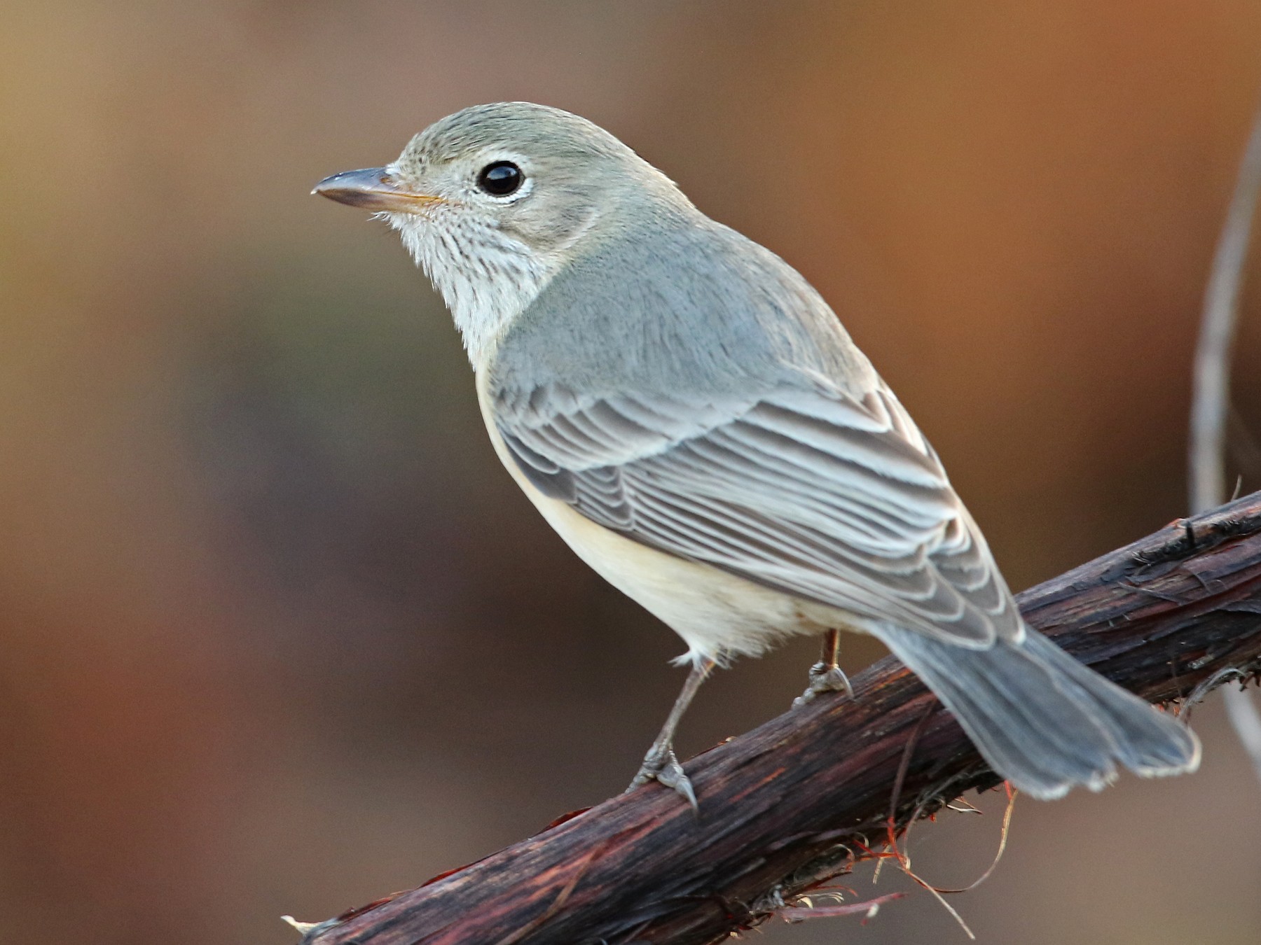 Rufous Whistler - Luke Seitz