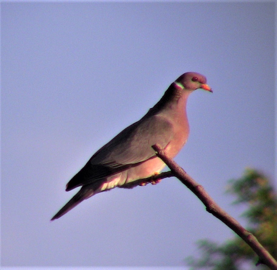 Band-tailed Pigeon - Jim Stasz