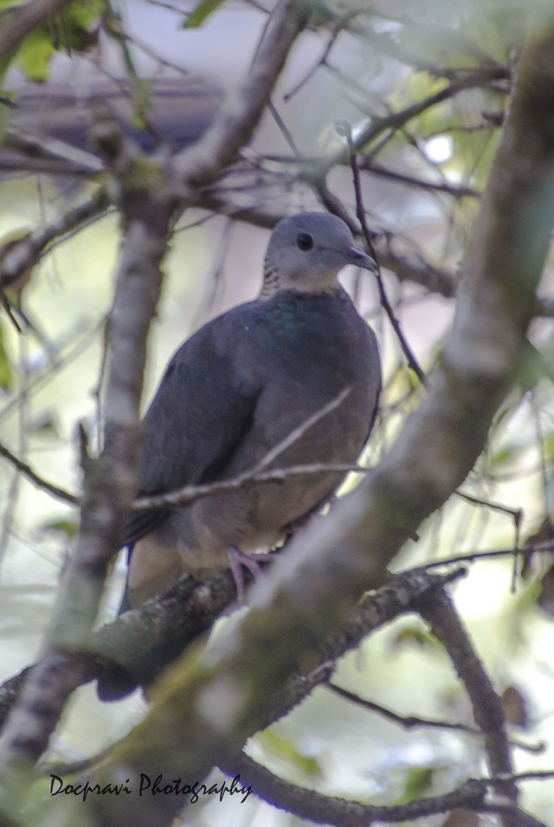 Ashy Wood-Pigeon - Praveen Eshwarappa