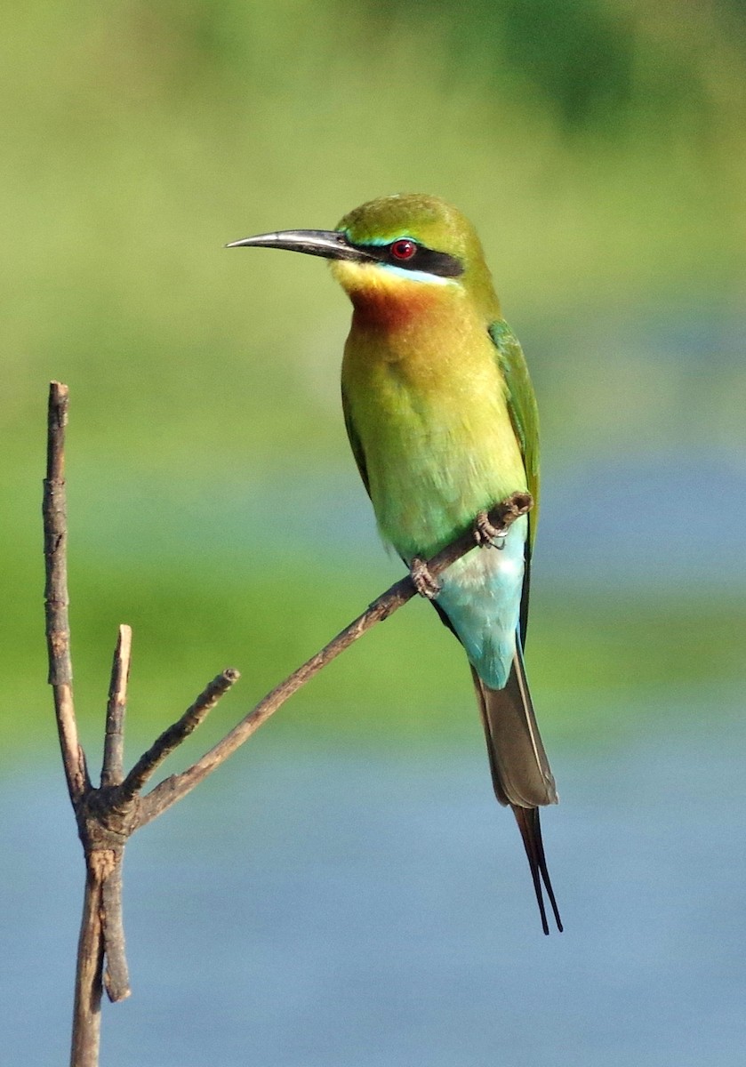 Blue-tailed Bee-eater - ML125789121