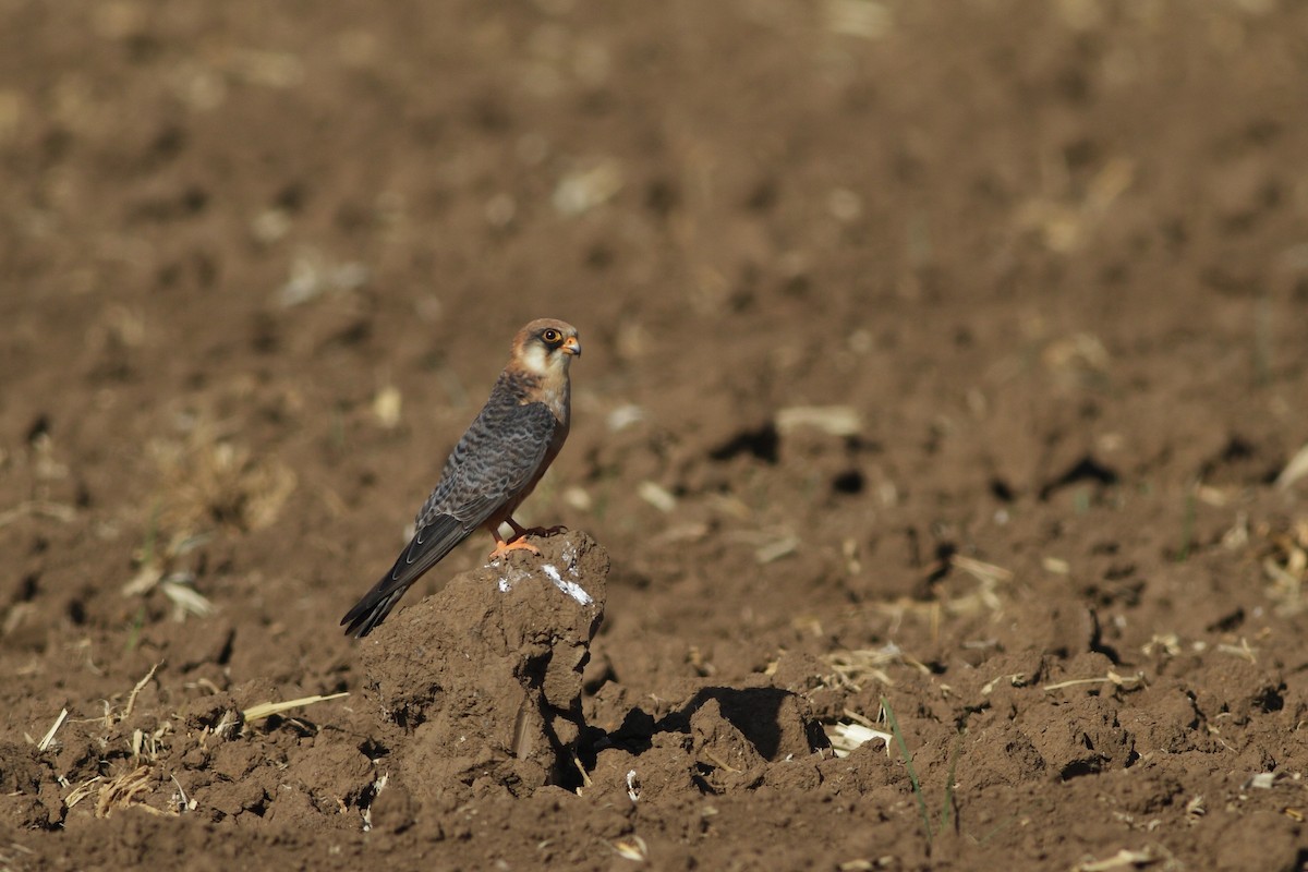 Red-footed Falcon - Ohad Sherer