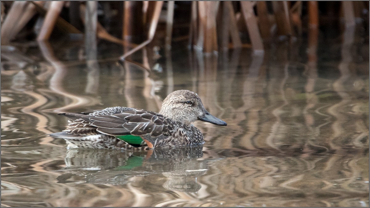 Green-winged Teal - ML125789611
