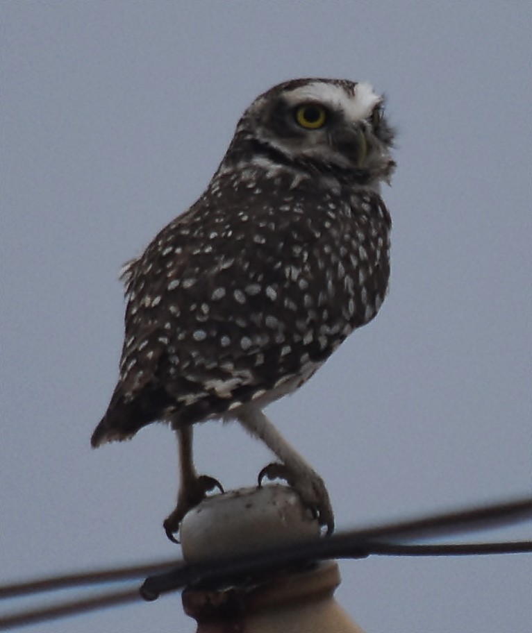 Burrowing Owl - ML125789781