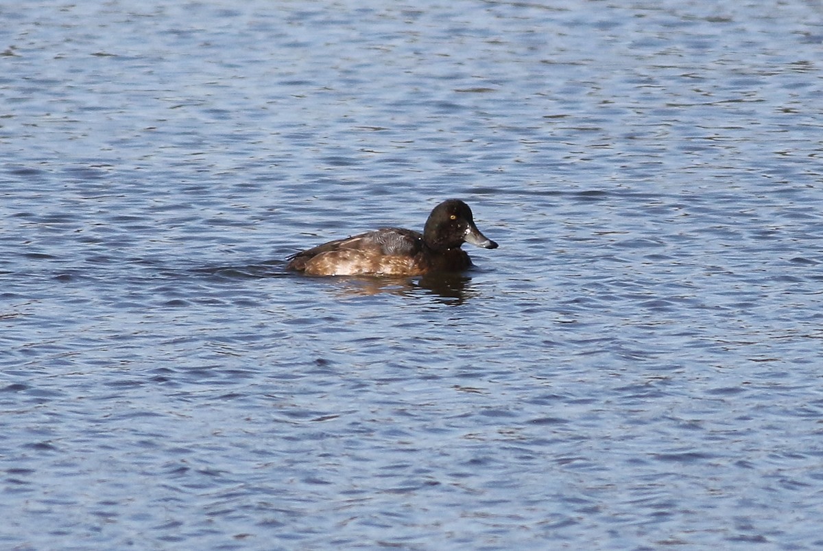 Greater Scaup - ML125790341