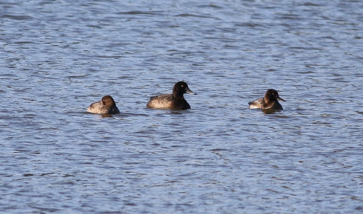Greater Scaup - ML125790351
