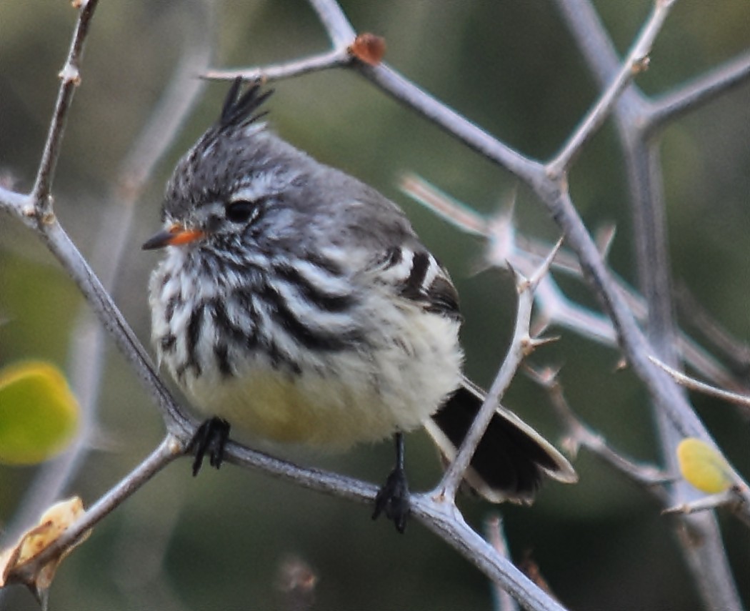 Yellow-billed Tit-Tyrant - andres ebel