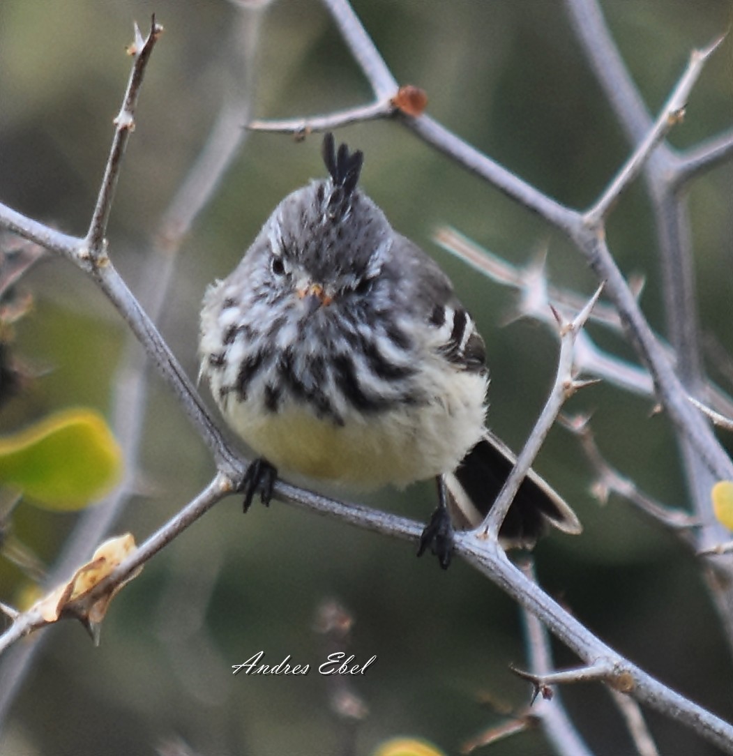 Yellow-billed Tit-Tyrant - andres ebel