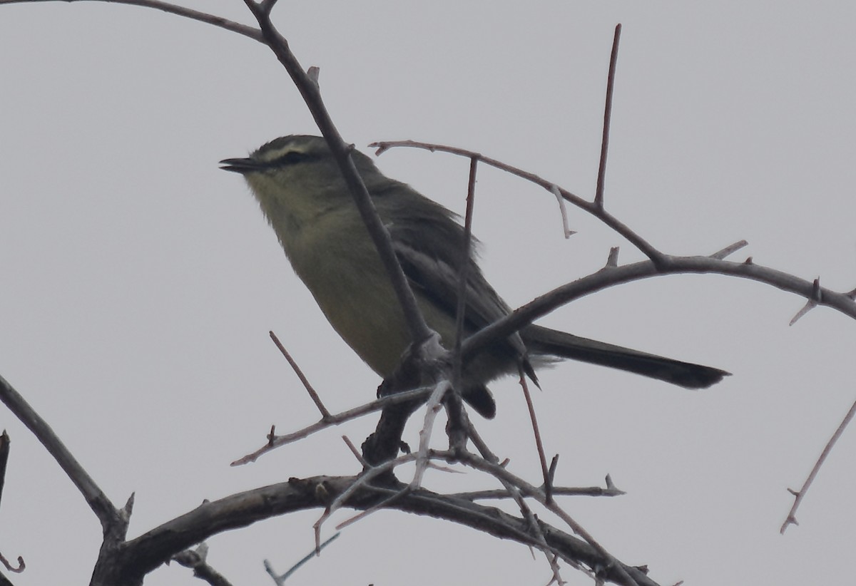 Greater Wagtail-Tyrant - ML125790591