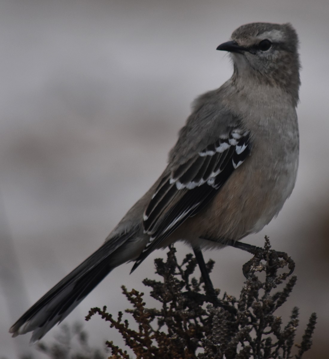 Patagonian Mockingbird - andres ebel