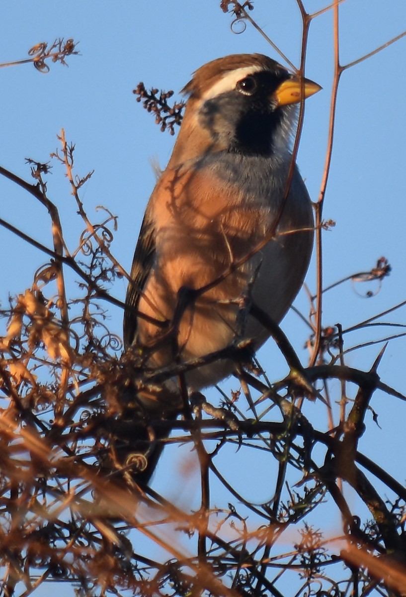 Many-colored Chaco Finch - ML125790821