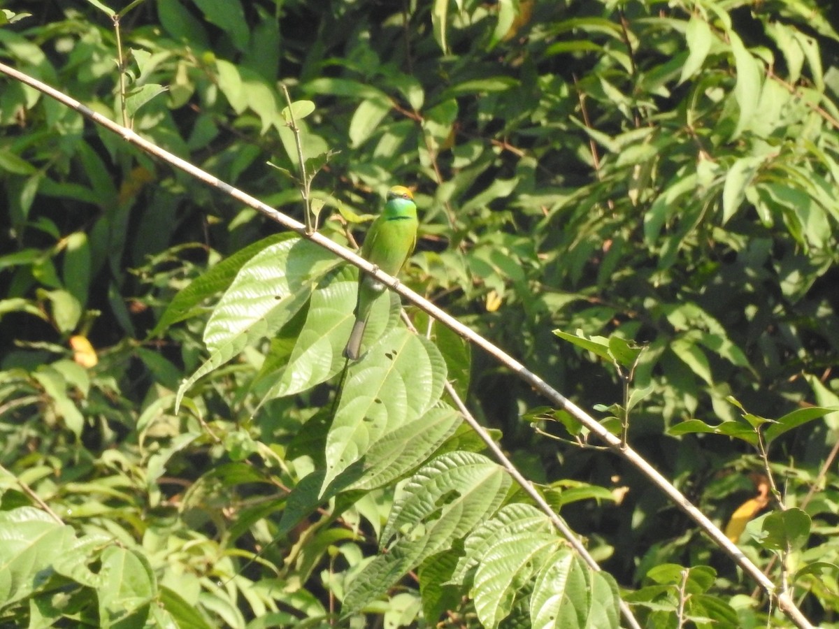 Asian Green Bee-eater - Kalpesh Gaitonde