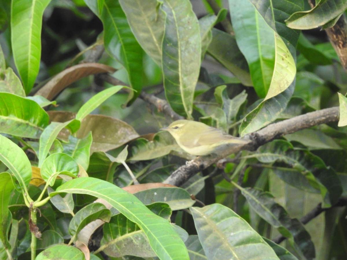 Green Warbler - Kalpesh Gaitonde