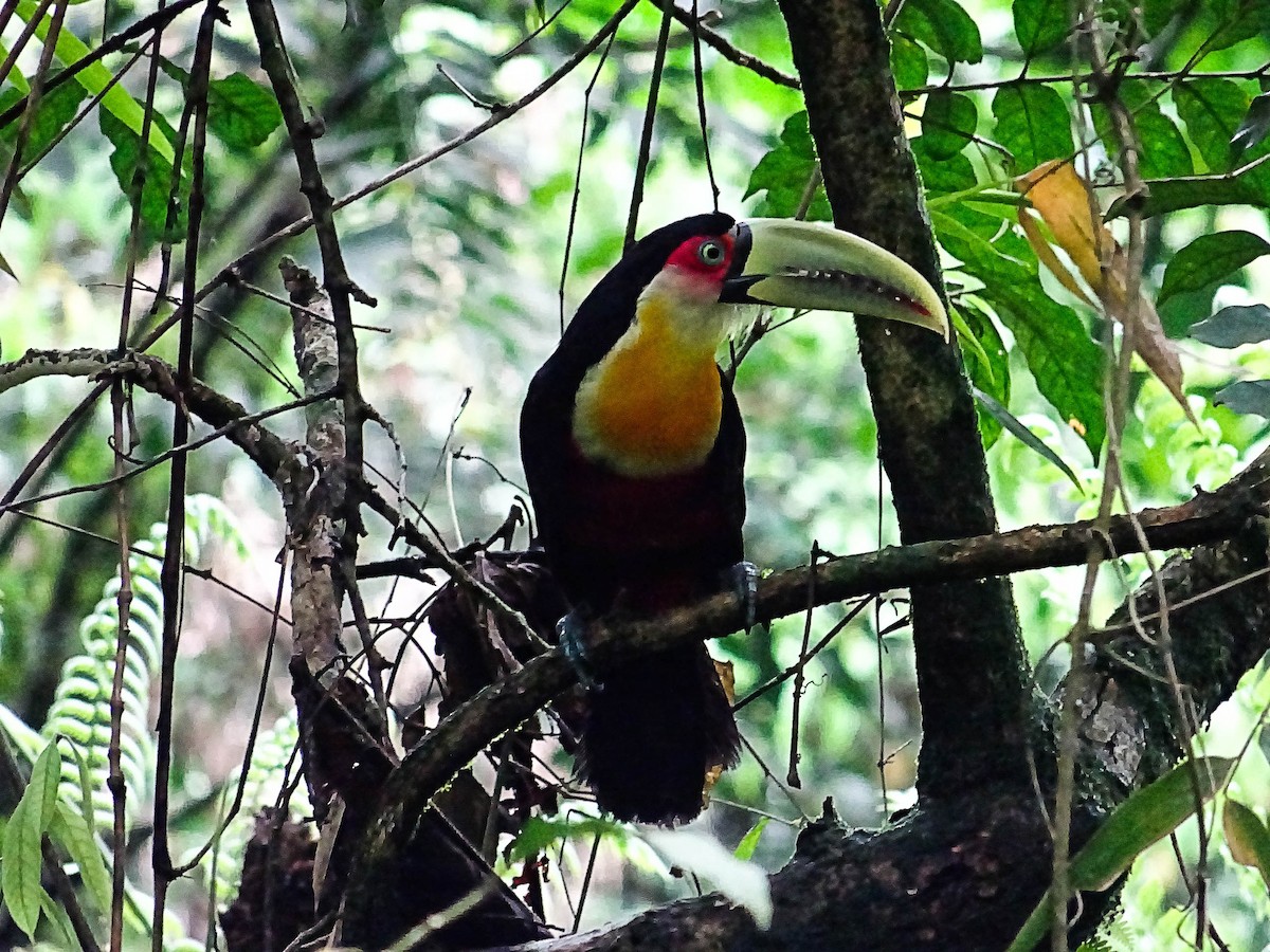 Red-breasted Toucan - Clément Delaleu